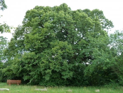 Bild 2 von 3 Linden nördlich B64